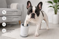Frenchie Paw Cleaner
